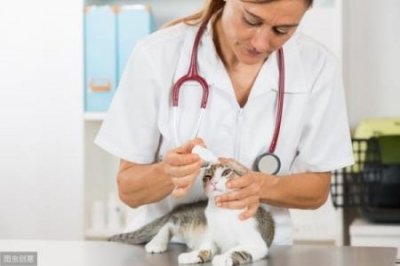 ​猫咪打嗝可不好笑，可能是疾病的信号，幸免错过医治