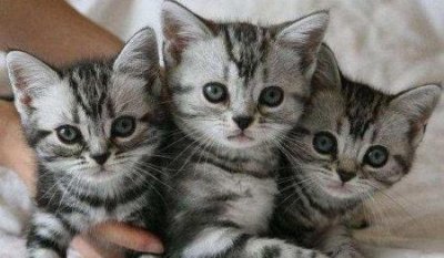 ​狗的泪痕怎么可以消除，狗的泪痕 引起的