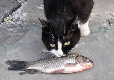 ​养猫必备小药箱：这些药物效果更好，但不会有人告诉你 养猫需要的药品是什么