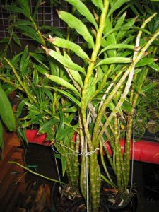 ​中药材马鞭石斛