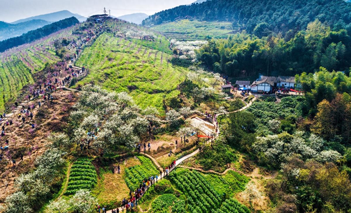 这是哪里，满山的桃花梨花，这是重庆虎峰山桃花节#唤醒好春光#