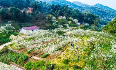 ​这是哪里，满山的桃花梨花，这是重庆虎峰山桃花节#唤醒好春光#