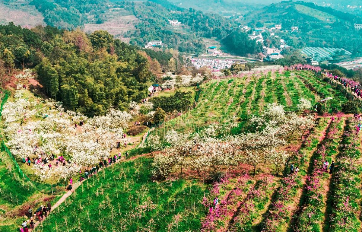 这是哪里，满山的桃花梨花，这是重庆虎峰山桃花节#唤醒好春光#