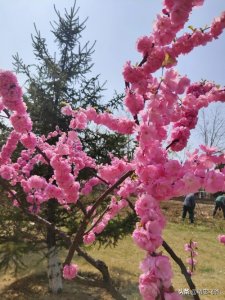 ​人们常说“宁为鸡头，不做凤尾”，你如何理解？