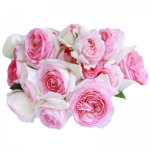 ​全球最受欢迎的月季“龙沙宝石”，养护技巧大揭秘