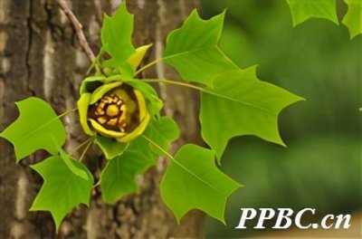 ​鹅掌楸-当之无愧的T0级别的珍贵树种