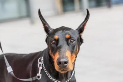 ​泰迪狗狗身上痒老是抓怎么回事？泰迪身上特别痒怎么医治