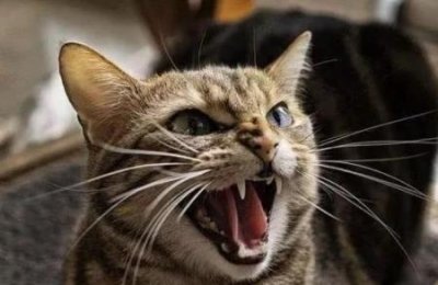 ​宠物走空运多少钱