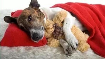 ​猫咪眼睛下边的毛黄了猫咪眼睛周围的毛发黄怎么弄