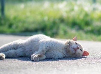 ​狗身上有跳蚤快速清除土方法土狗跳蚤怎么去除