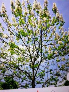 ​泡桐，治筋骨痛疼、跌打损伤的良药！值得一看！