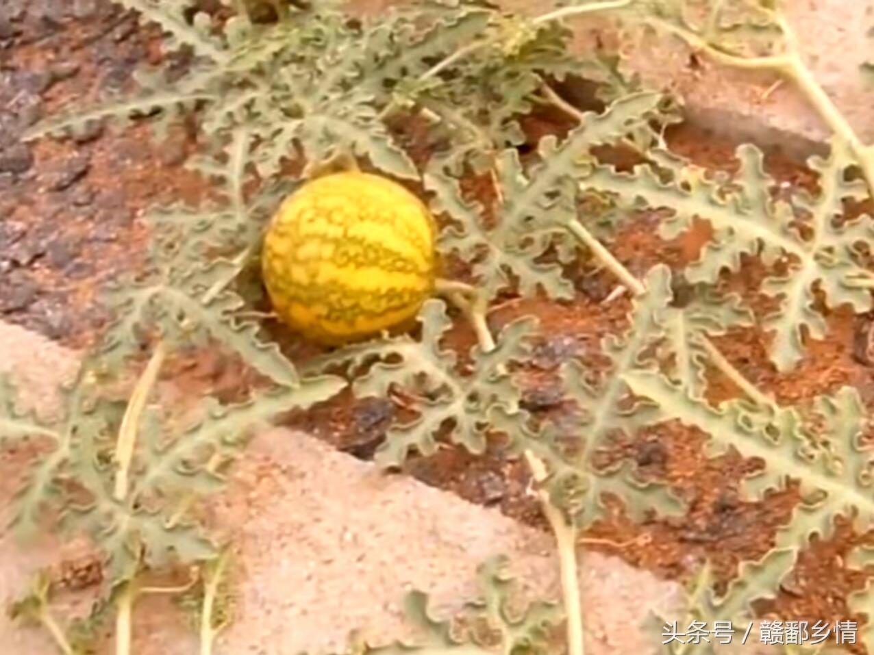 有一种药西瓜，看到可别碰，不小心误食会中毒