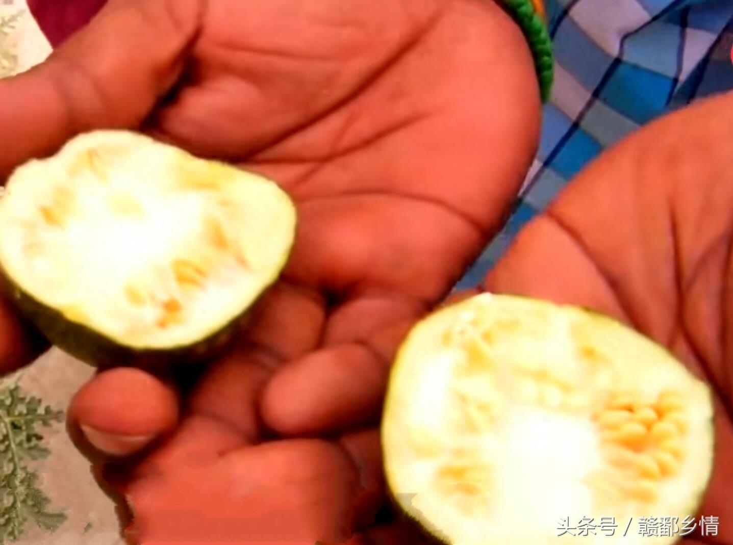 有一种药西瓜，看到可别碰，不小心误食会中毒