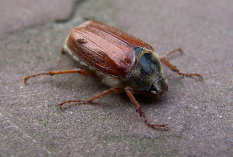 棕色鳃金龟，是农业有害生物，成虫，幼虫均能危害作物