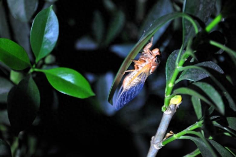 知了猴的蜕变过程