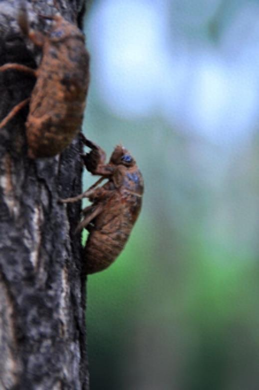 知了猴的蜕变过程