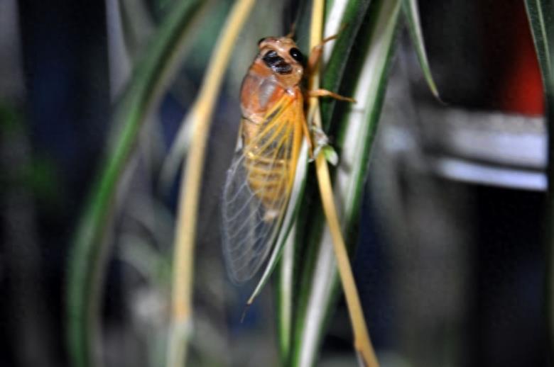 知了猴的蜕变过程