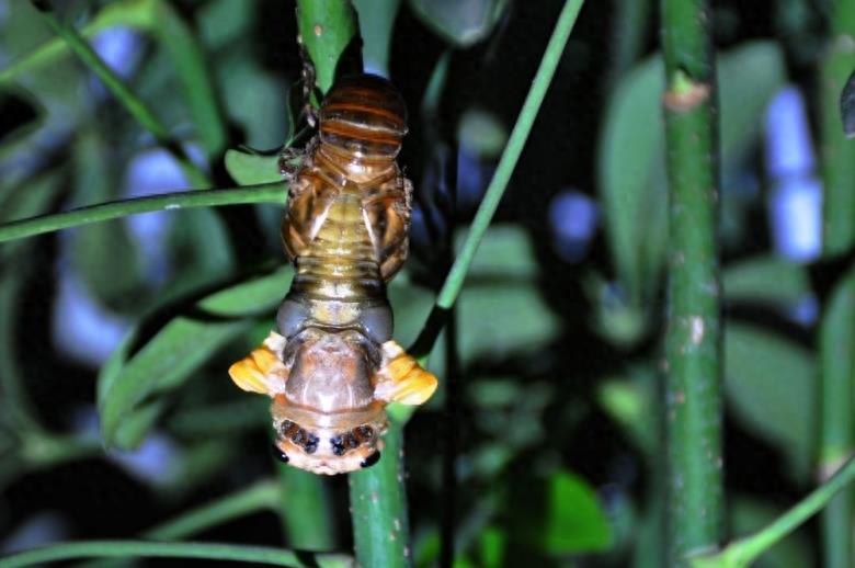 知了猴的蜕变过程