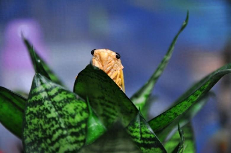 知了猴的蜕变过程