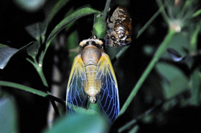 知了猴的蜕变过程