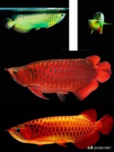 ​龙鱼卖出500万天价，破吉尼斯纪录