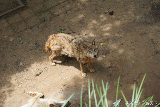 南京：红山森林动物园