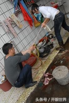 实拍:血腥的杀蛇全过程