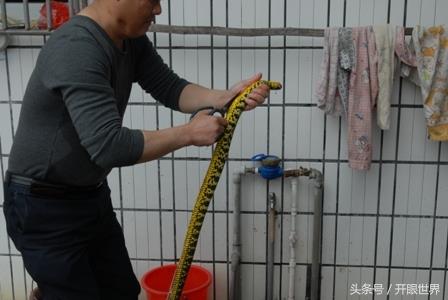 实拍:血腥的杀蛇全过程