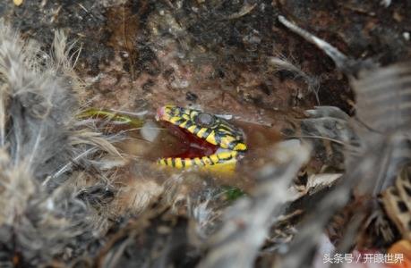 实拍:血腥的杀蛇全过程