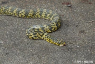 ​实拍：血腥的杀蛇全过程