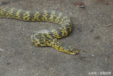 实拍:血腥的杀蛇全过程