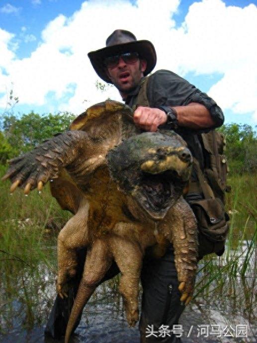 霸气外露的野生鳄龟欣赏