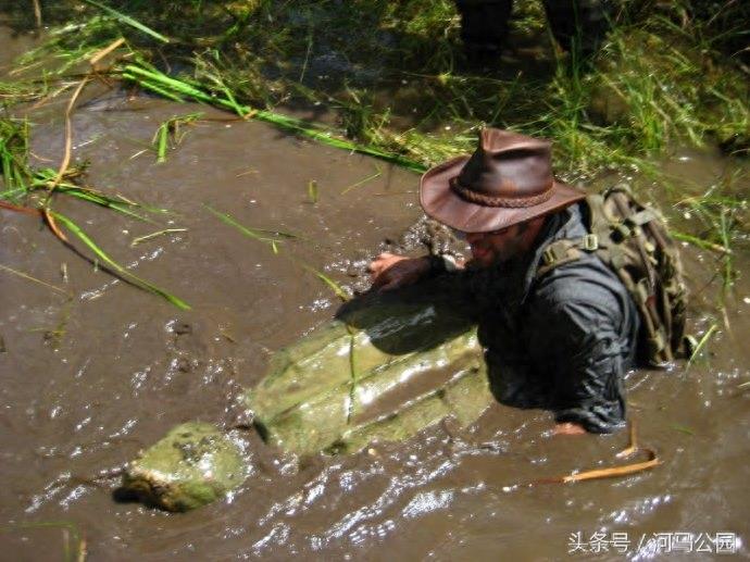 霸气外露的野生鳄龟欣赏