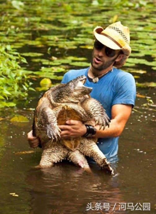 霸气外露的野生鳄龟欣赏