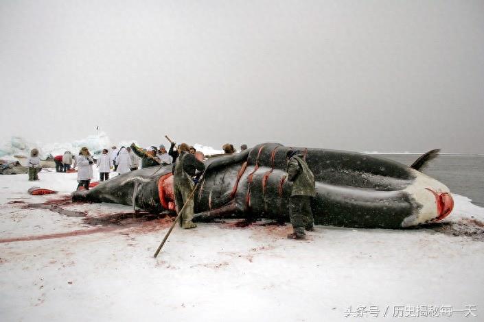 实拍爱斯基摩人捕鲸全过程