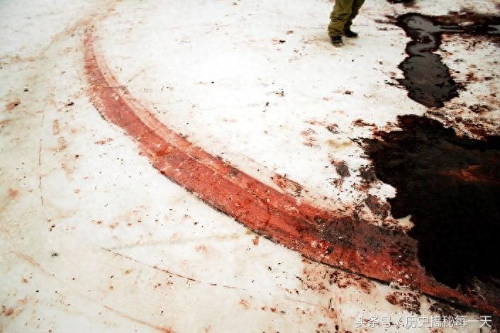 实拍爱斯基摩人捕鲸全过程