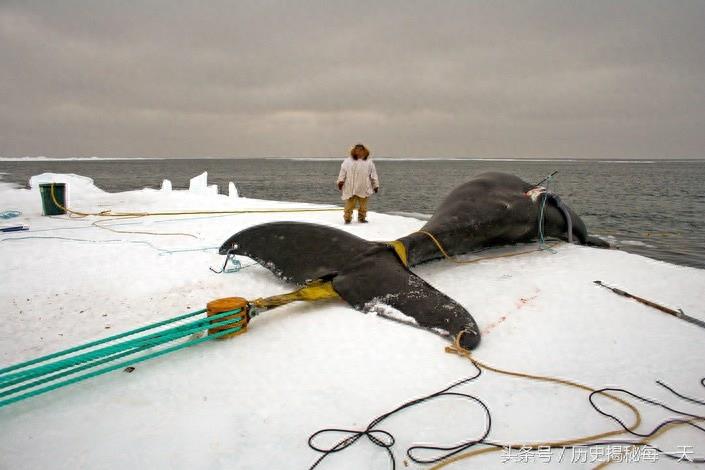 实拍爱斯基摩人捕鲸全过程