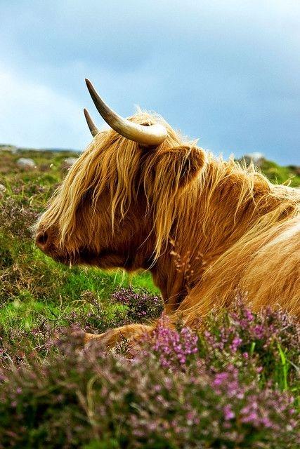 苏格兰高地牛一种古老品种