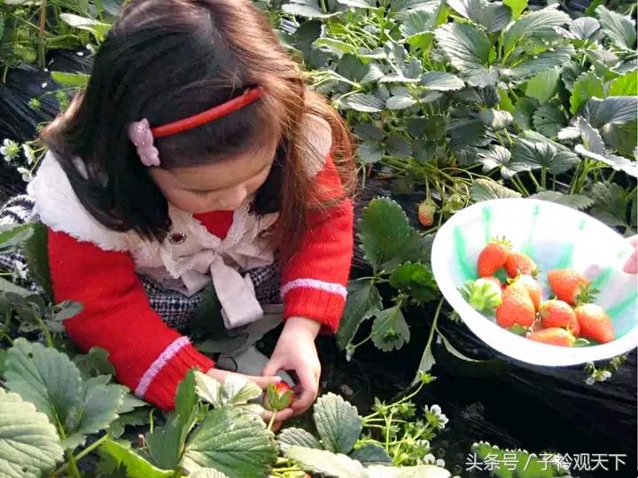 农村草莓采摘园入园收费25，带走每斤15，农民直呼吃不起