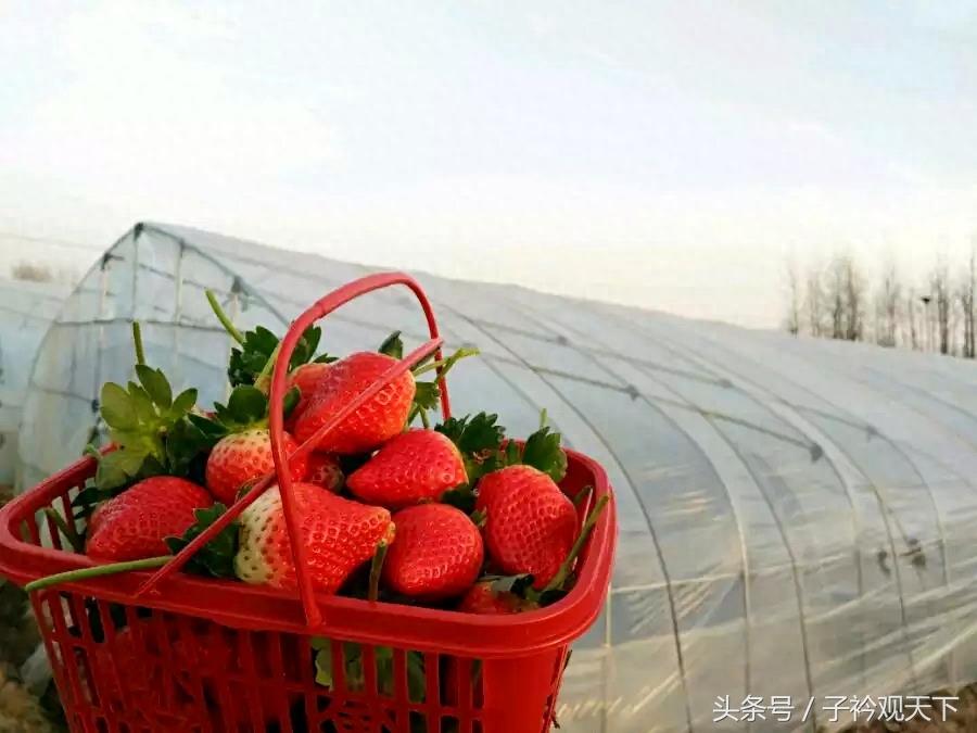 农村草莓采摘园入园收费25，带走每斤15，农民直呼吃不起