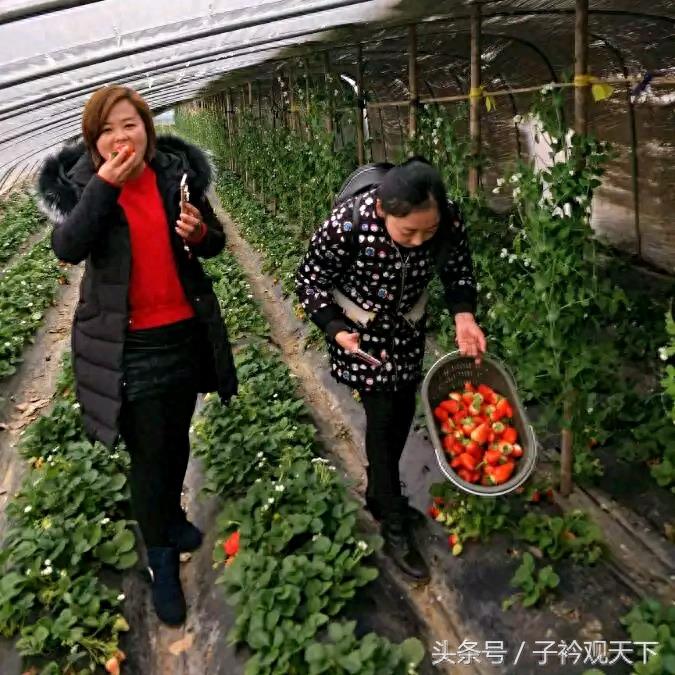 农村草莓采摘园入园收费25，带走每斤15，农民直呼吃不起