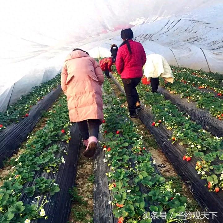 农村草莓采摘园入园收费25，带走每斤15，农民直呼吃不起