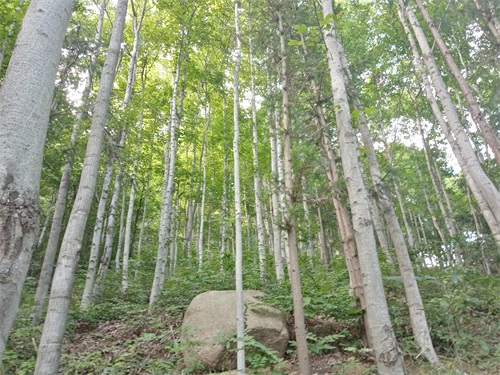 新县金兰山国家森林公园，八百罗汉栩栩如生，不可错过的一道美景