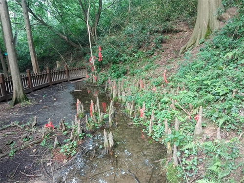 新县金兰山国家森林公园，八百罗汉栩栩如生，不可错过的一道美景