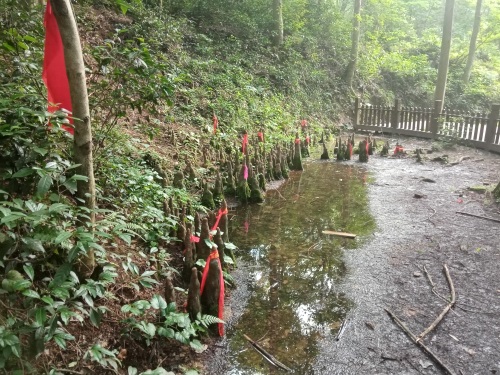 新县金兰山国家森林公园，八百罗汉栩栩如生，不可错过的一道美景