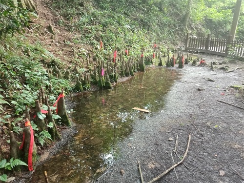 新县金兰山国家森林公园，八百罗汉栩栩如生，不可错过的一道美景