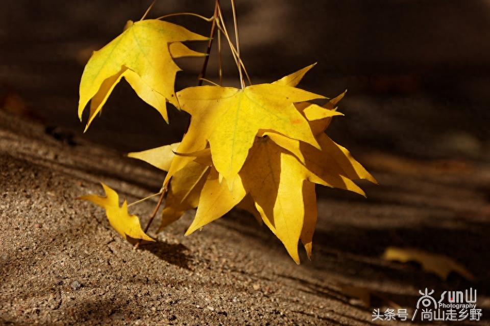 秋天的枫叶不全都是红的，这么黄的你见过吗？