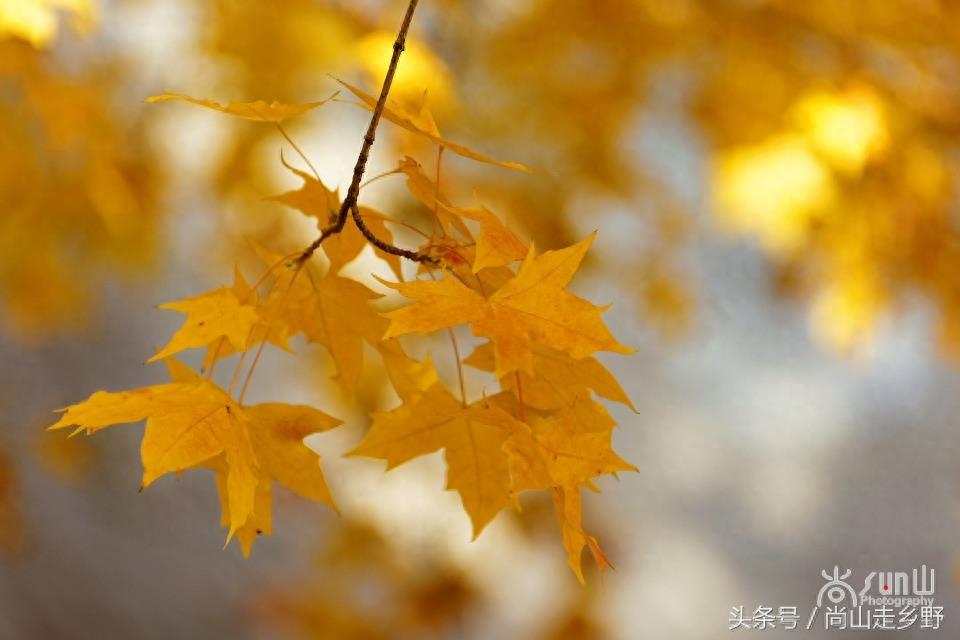 秋天的枫叶不全都是红的，这么黄的你见过吗？