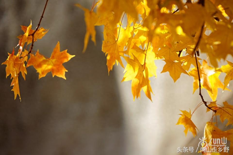 秋天的枫叶不全都是红的，这么黄的你见过吗？