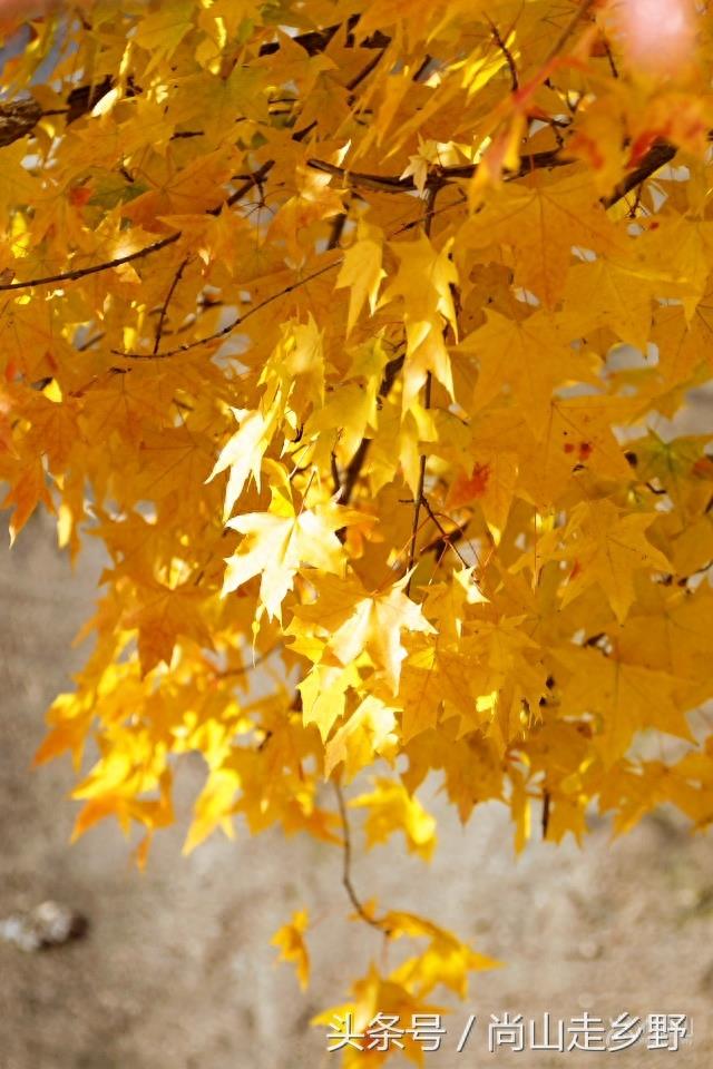 秋天的枫叶不全都是红的，这么黄的你见过吗？